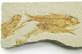 Limestone with Five Fossil Fish (Knightia) - Wyoming #363825-1